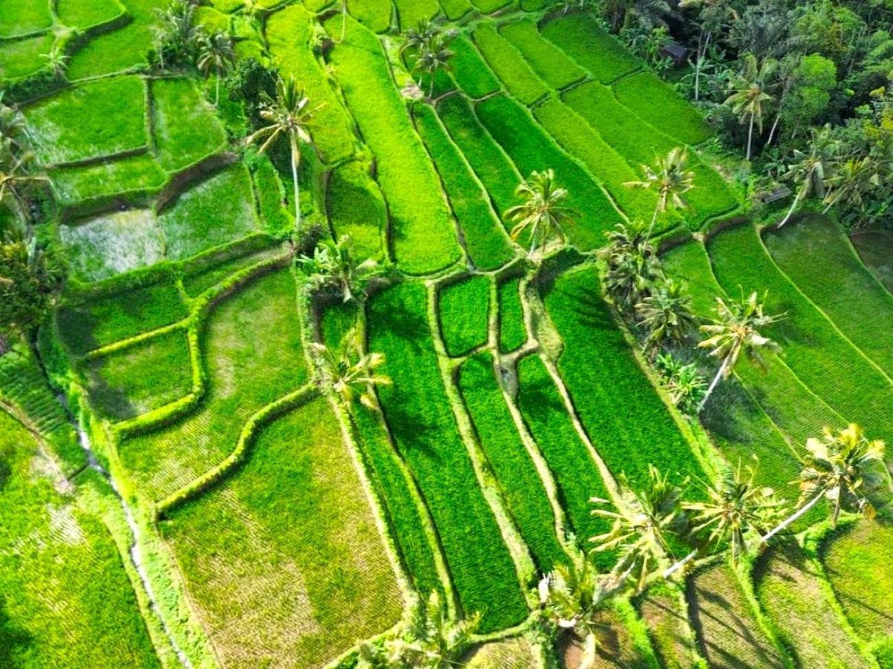 Pondok Is Oke Villa Scenic View Баньюванги Экстерьер фото